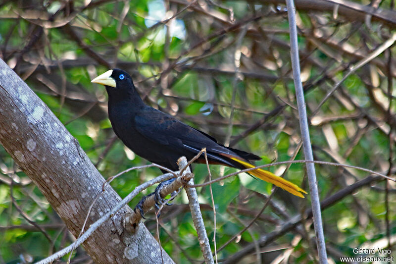 Crested Oropendolaadult