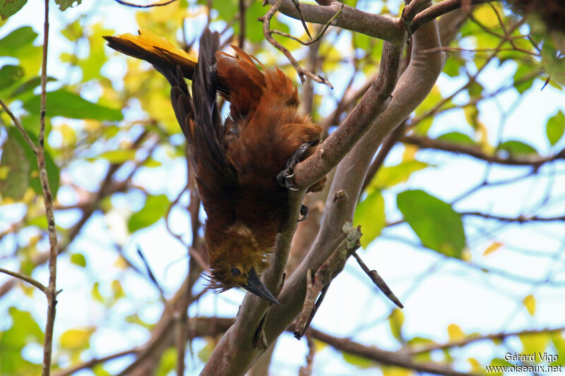 Russet-backed Oropendola male adult, courting display