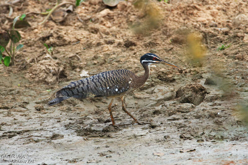 Sunbitternadult, identification