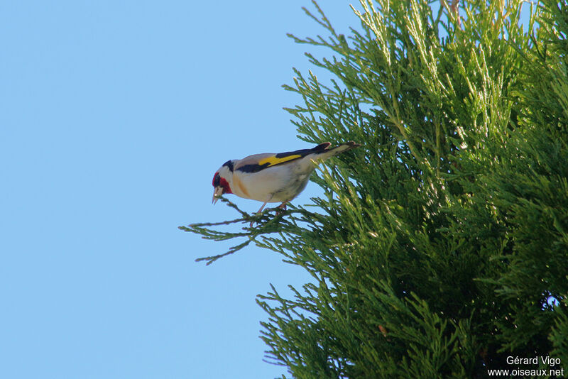 Chardonneret élégantadulte