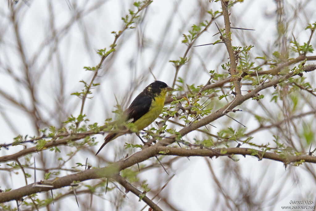 Chardonneret mineur mâle