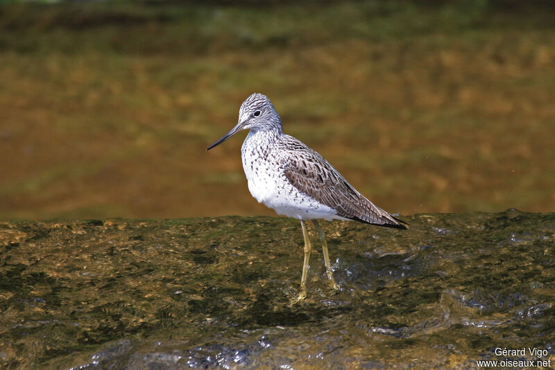 Common Greenshankadult