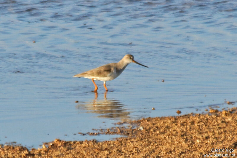 Terek Sandpiperadult