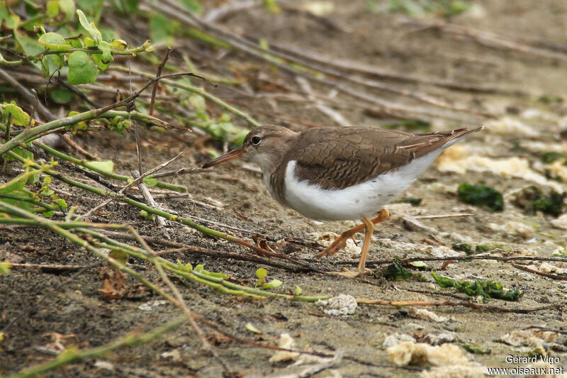 Spotted Sandpiperadult