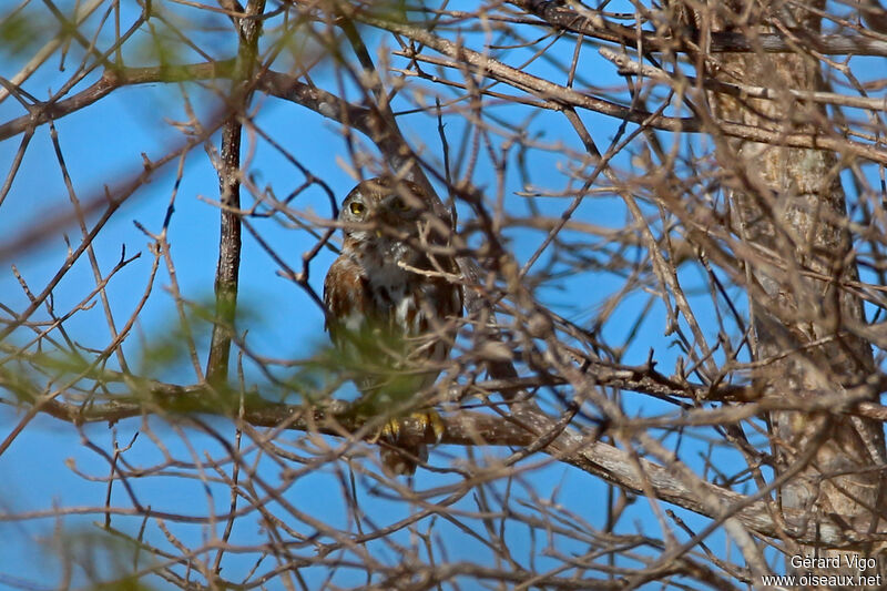 Ferruginous Pygmy Owladult