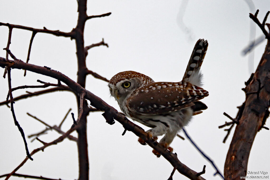 Chevêchette perléeadulte