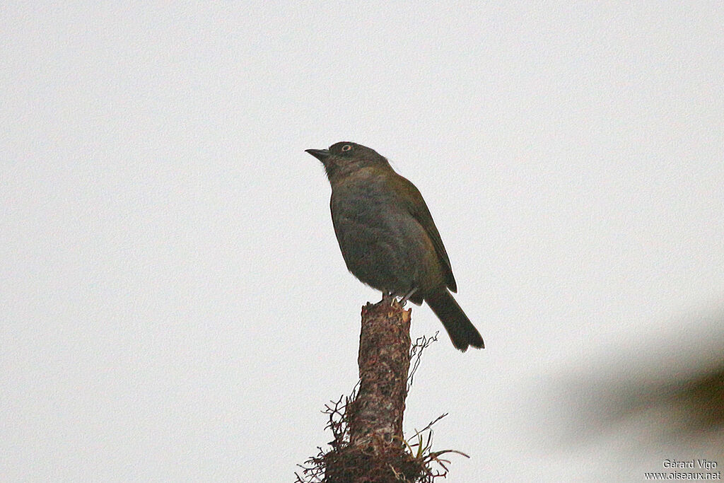 Dusky Chlorospingus
