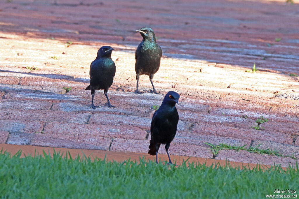 Choucador à épaulettes rouges