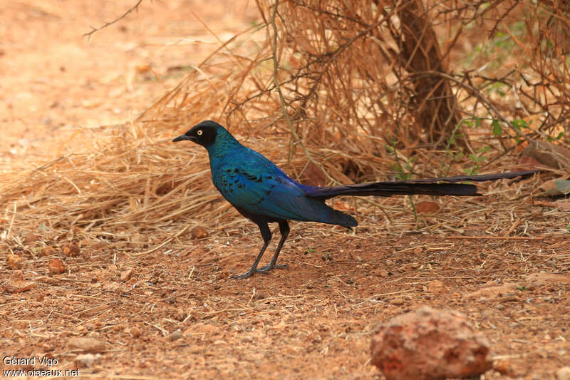 Long-tailed Glossy Starlingadult, pigmentation, fishing/hunting