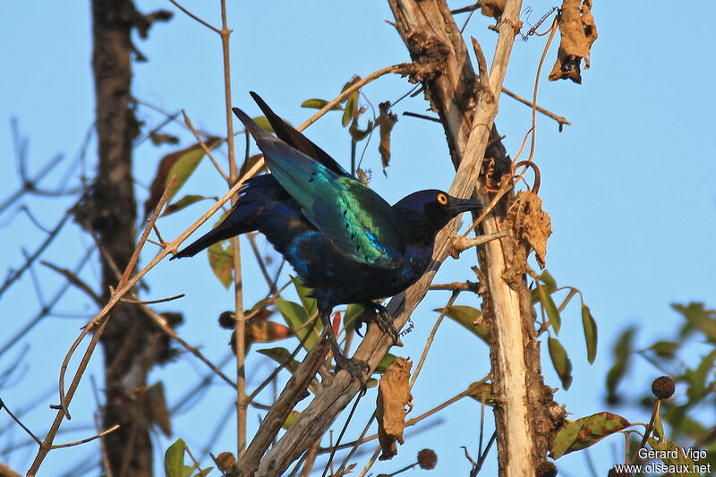 Choucador à oreillons bleus mâle adulte, parade