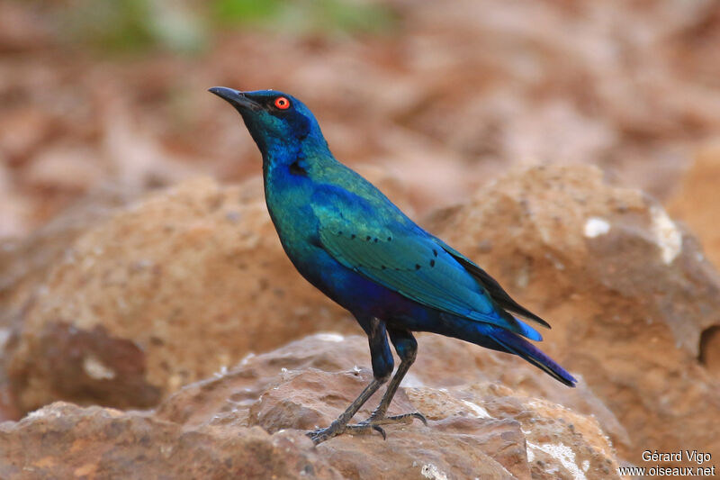 Bronze-tailed Starlingadult