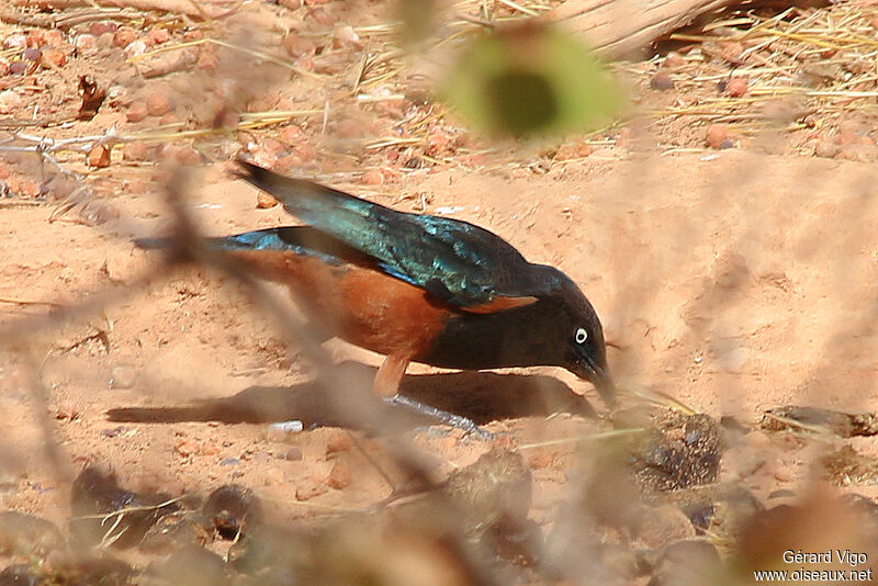 Chestnut-bellied Starlingadult