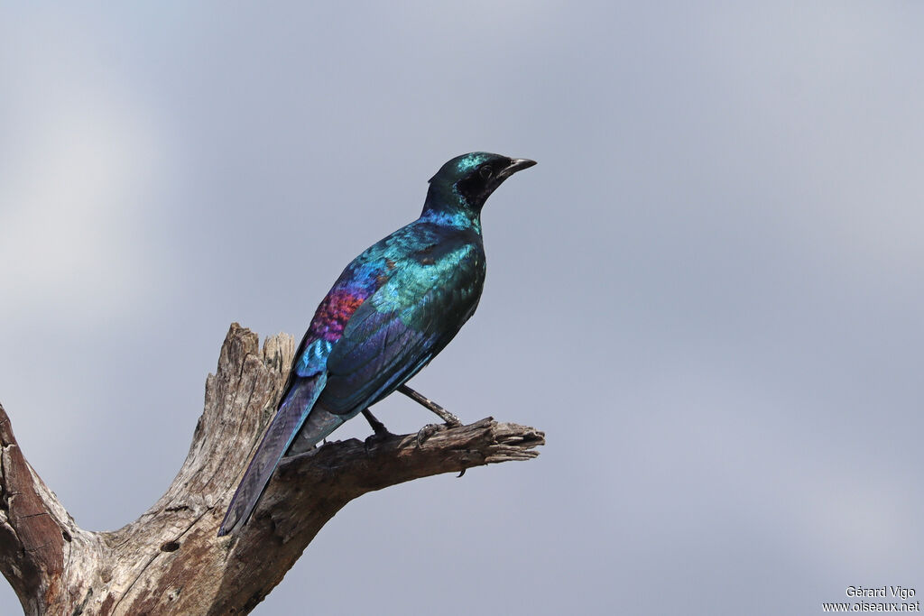 Choucador de Burchell