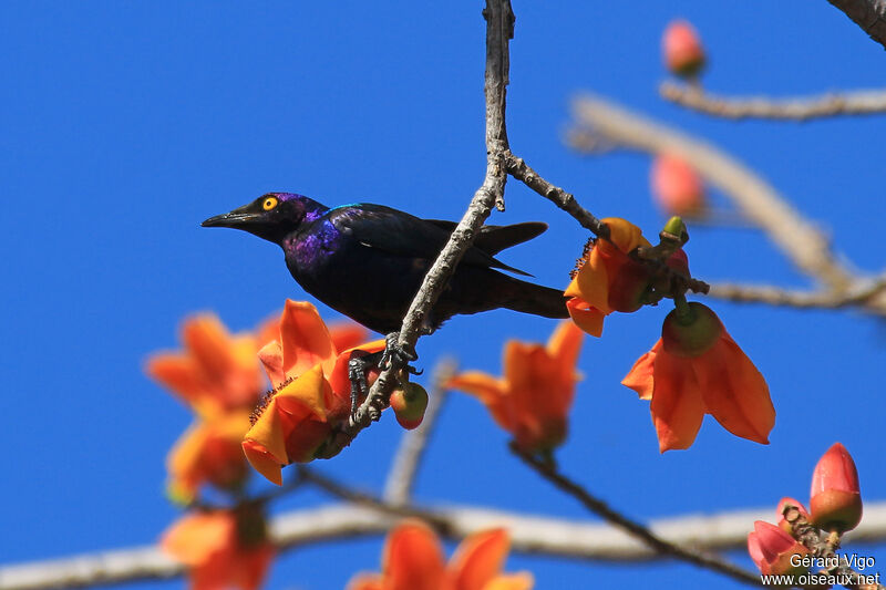 Purple Starlingadult