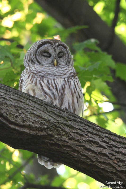 Barred Owladult