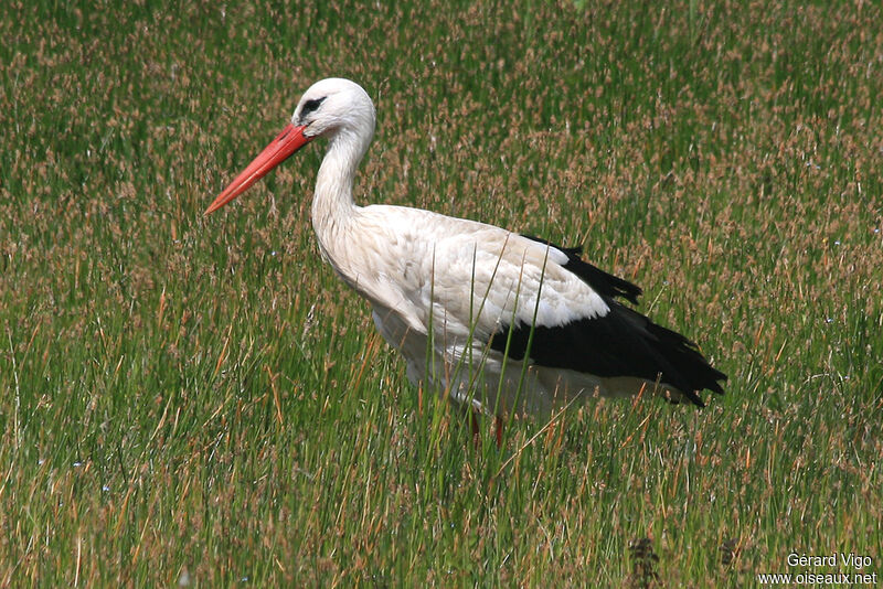 Cigogne blancheadulte