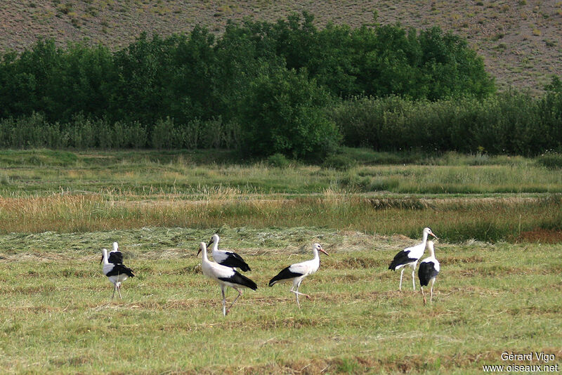 Cigogne blanchejuvénile