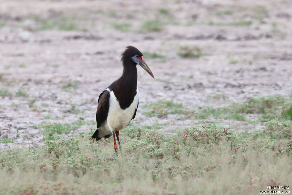 Cigogne d'Abdimadulte