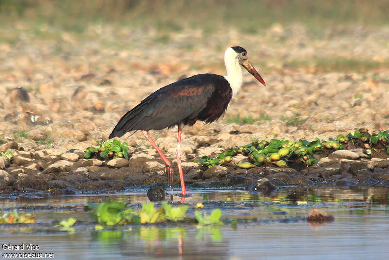 Cigogne épiscopaleadulte, habitat