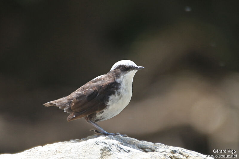 White-capped Dipperadult