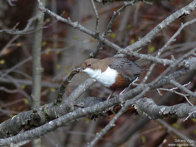 White-throated Dipperadult