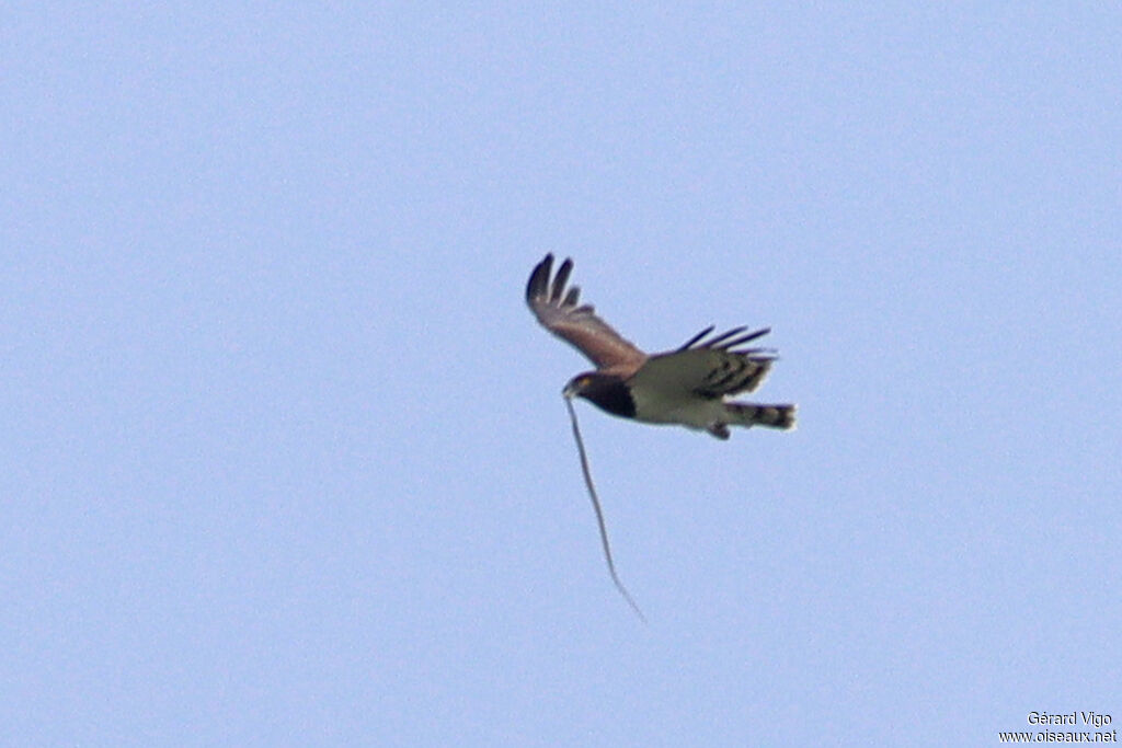 Circaète à poitrine noireadulte