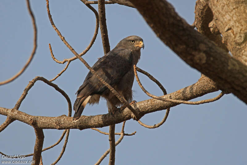 Circaète cendréadulte, identification