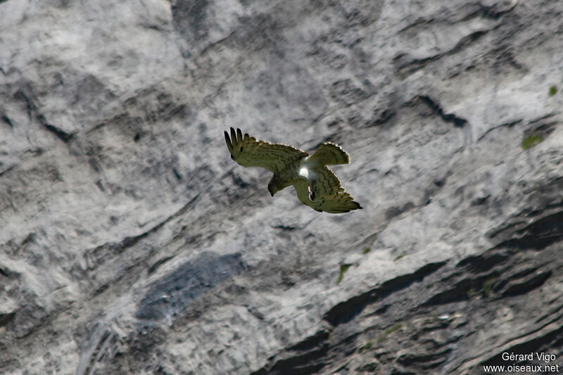 Short-toed Snake Eagleadult