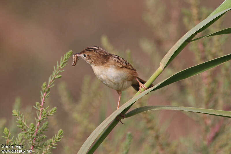 Zitting Cisticolaadult, habitat, feeding habits, Reproduction-nesting