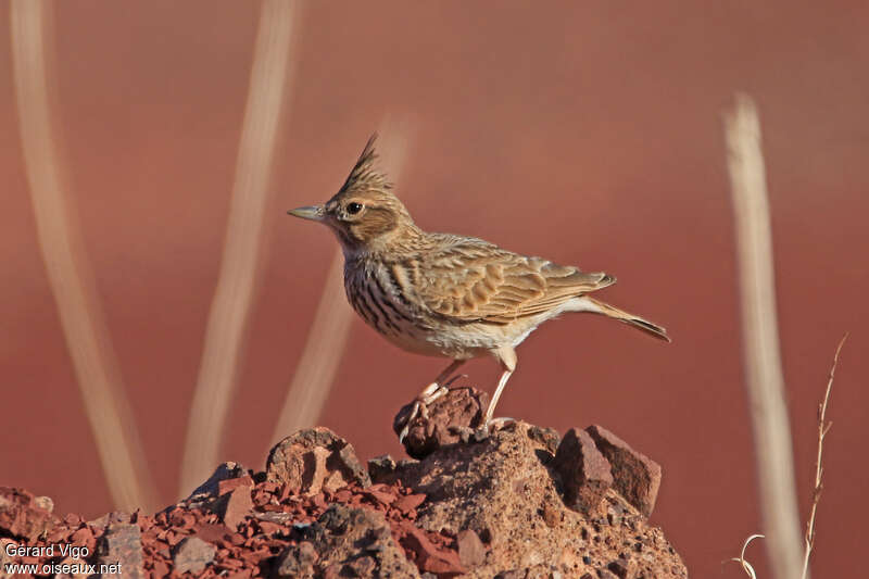 Thekla's Larkadult, identification