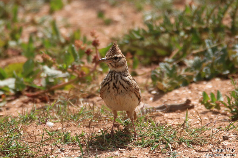 Thekla's Larkadult