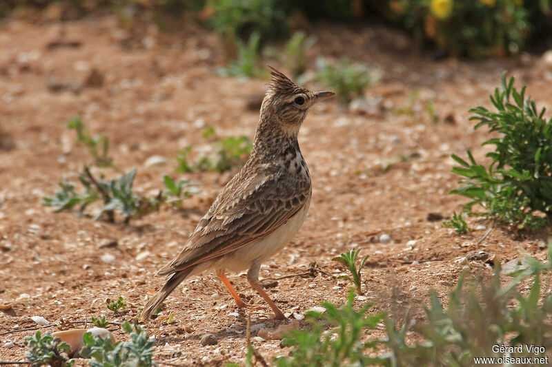 Cochevis de Théklaadulte