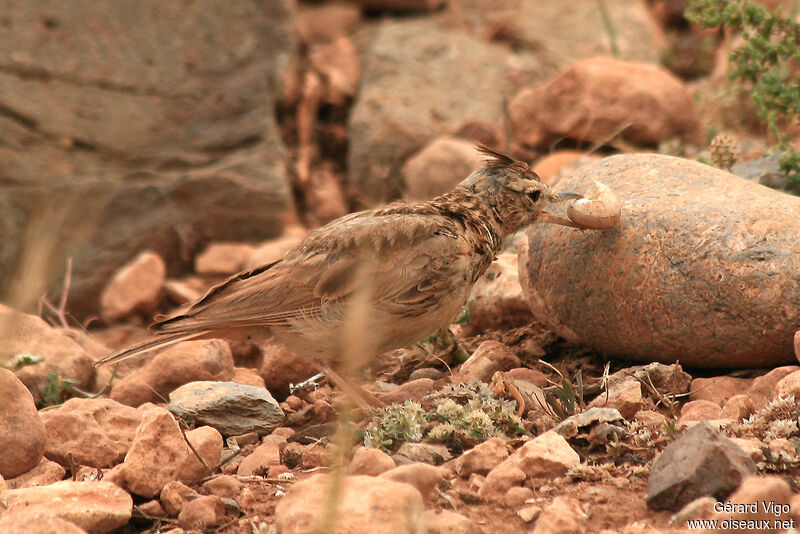 Cochevis huppéadulte