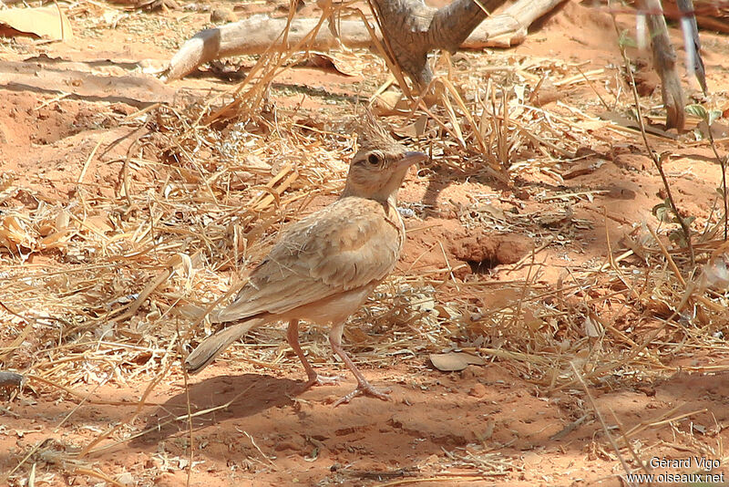 Crested Larkadult