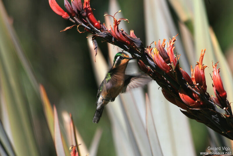 Purple-throated Mountaingem female adult