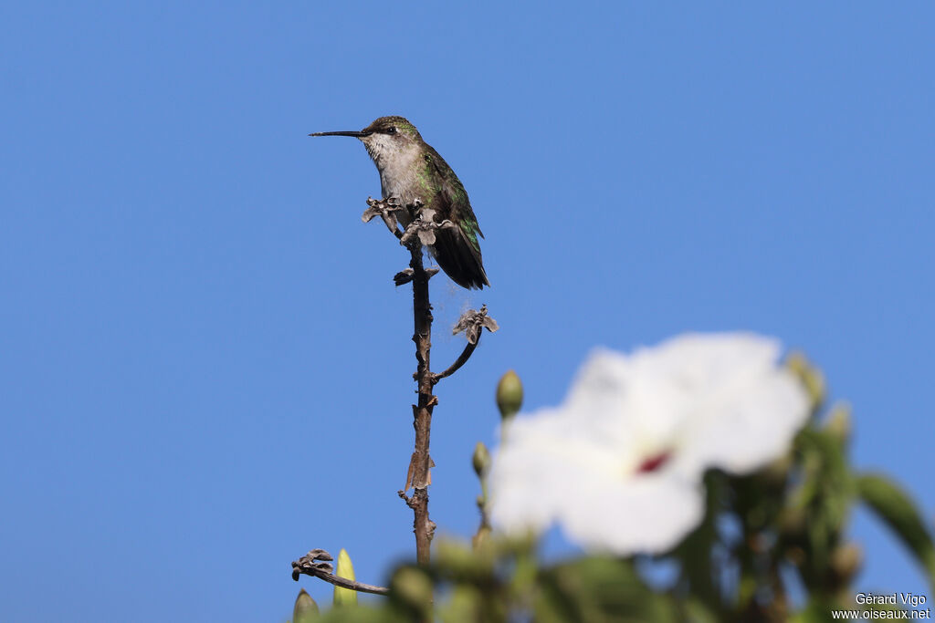 Colibri à gorge rubis