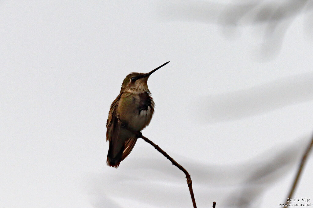 Colibri à gorge rubis
