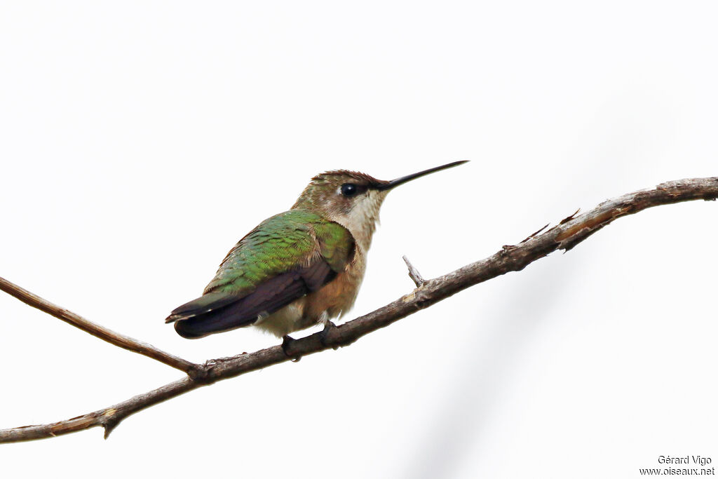 Ruby-throated Hummingbird