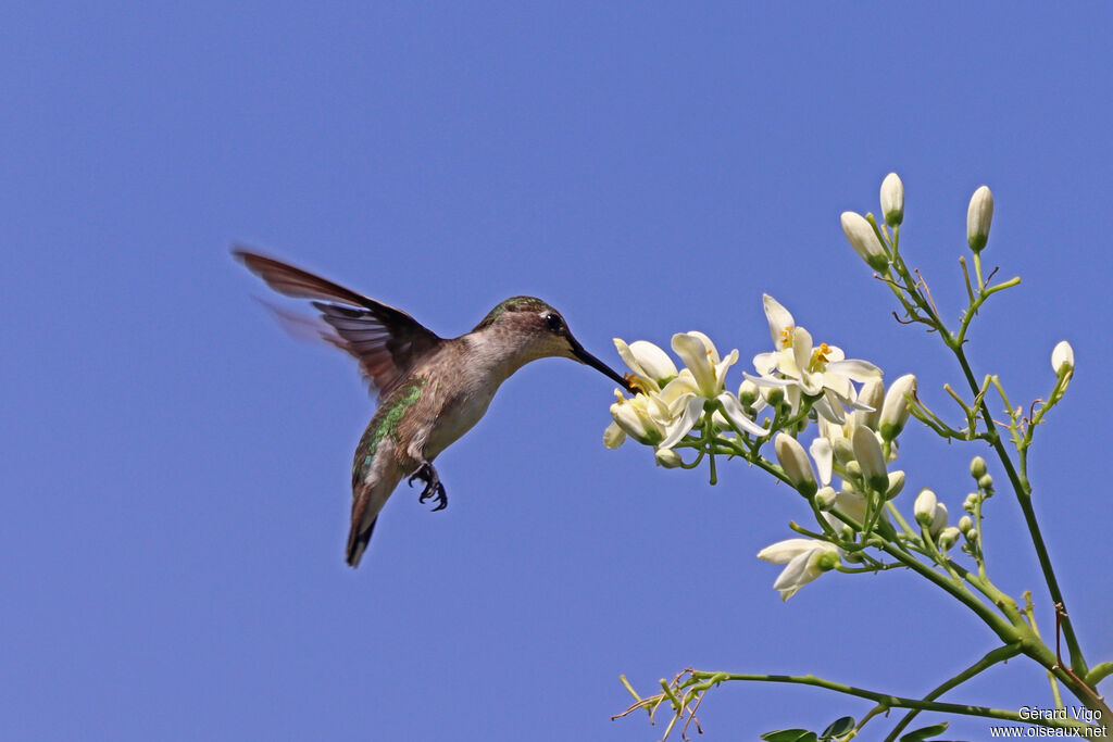Ruby-throated Hummingbird