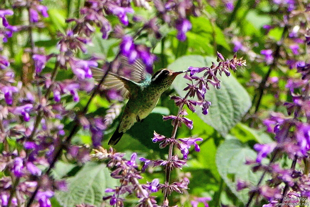 Colibri à oreilles blanches