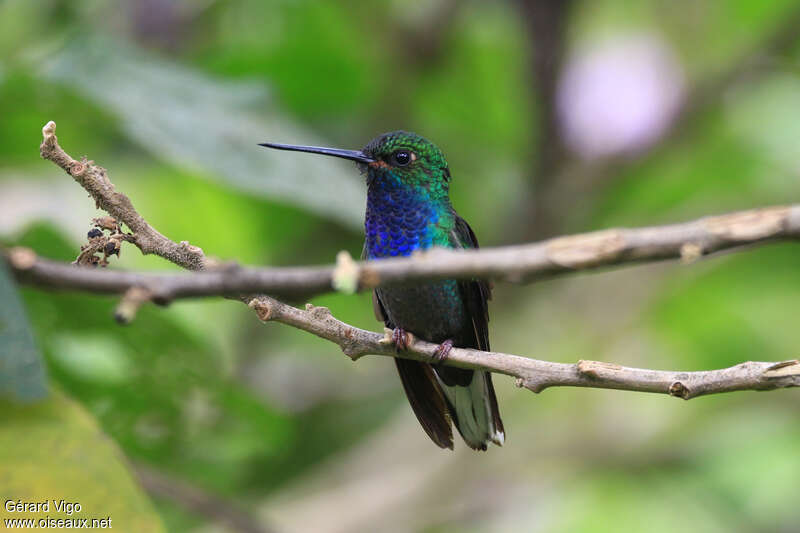 Colibri à queue blancheadulte, identification