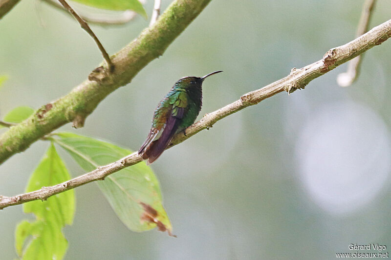 Colibri à tête cuivrée mâle adulte