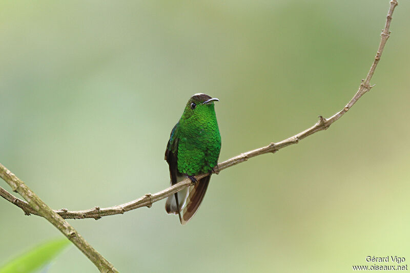 Coppery-headed Emerald male adult