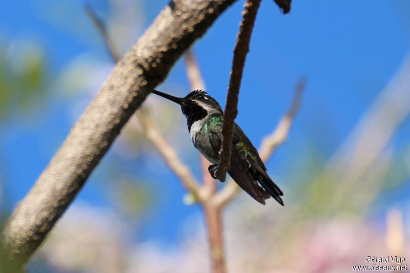 Long-billed Starthroatadult