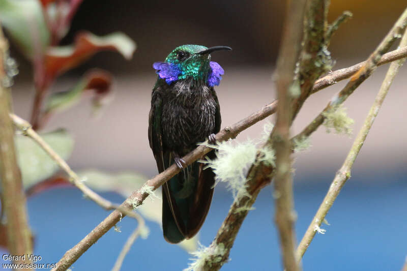 Lesser Violetearadult transition, pigmentation, Behaviour