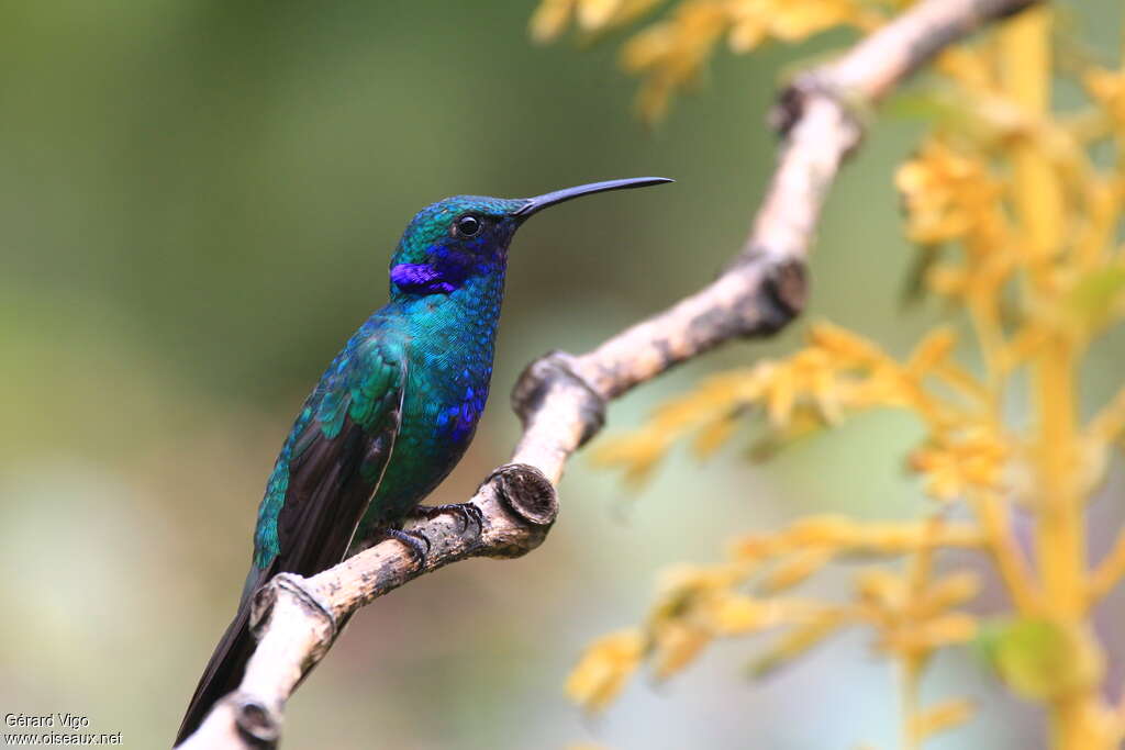 Colibri d'Anaïs