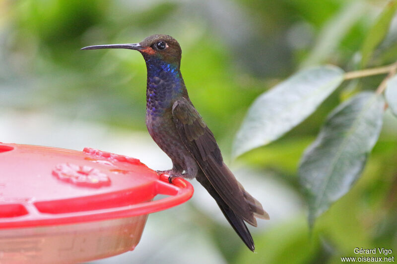 Colibri de Bougueradulte