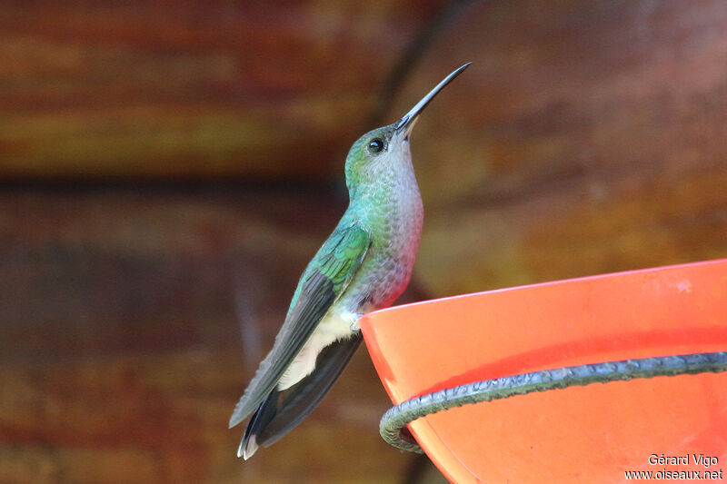 White-vented Plumeleteer female adult