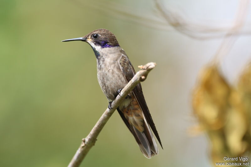 Brown Violetearadult