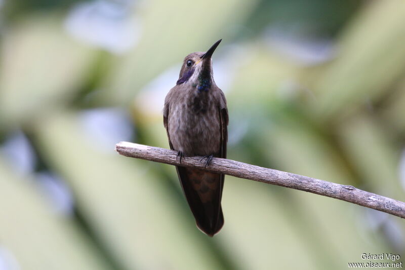 Brown Violetearadult